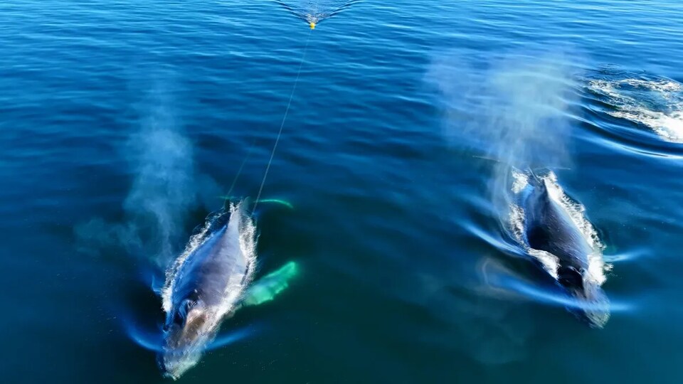 Une équipe De Sauvetage Libère Une Baleine à Bosse D’une Fâcheuse ...