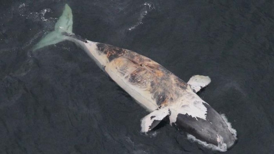 Carcasse de baleine noire flottant sur l'eau
