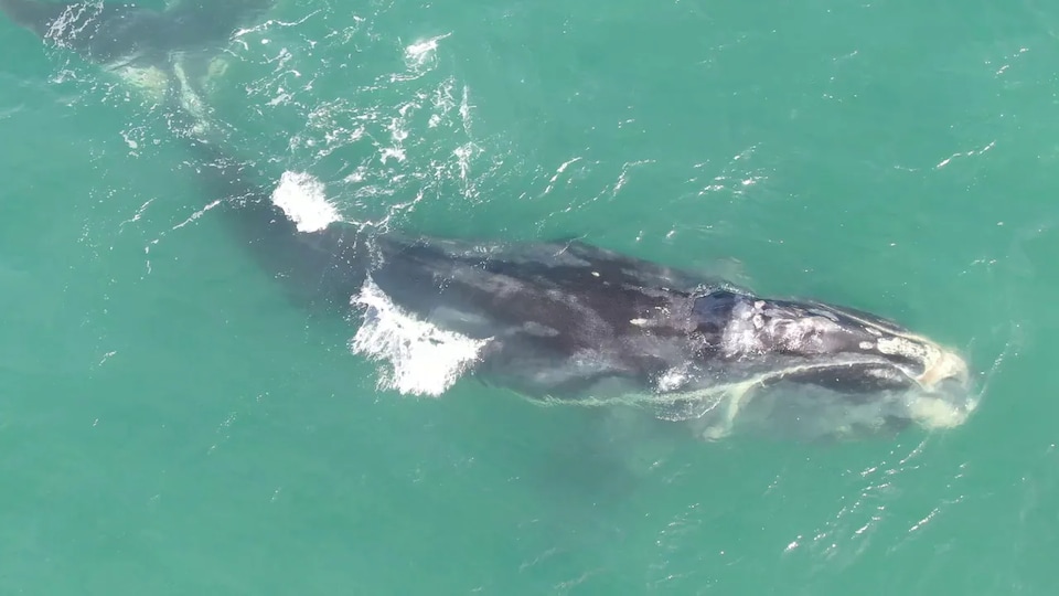 Une baleine vue de haut.
