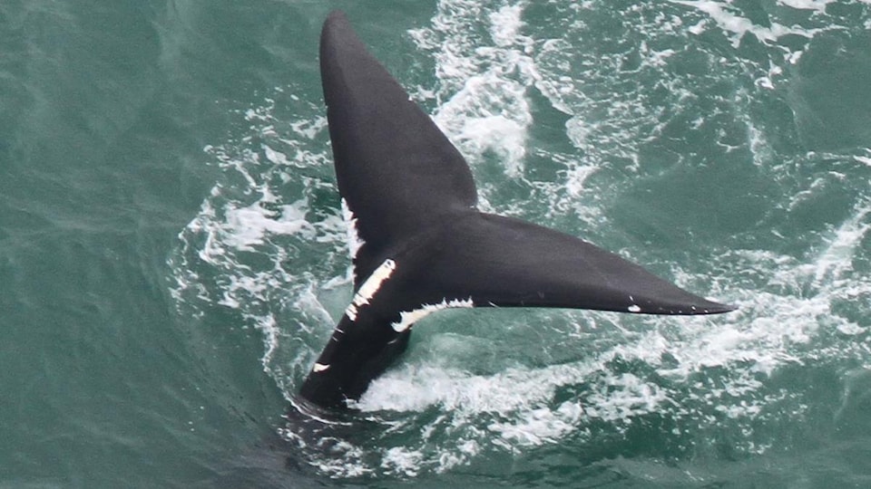 La queue d'une baleine noire
