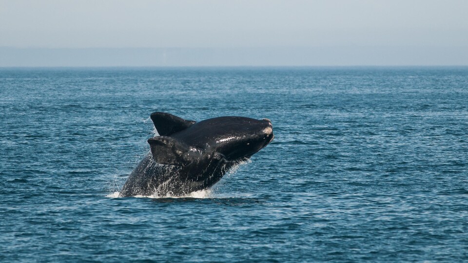 Une baleine noire de l'Atlantique Nord saute hors de l'eau dans la baie de Fundy.