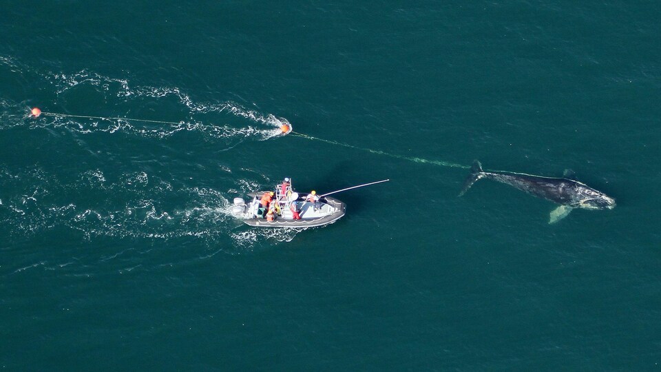 Des secouristes sur un bateau à la poursuite d'une baleine qui traîne un cordage de pêche et une bouée.