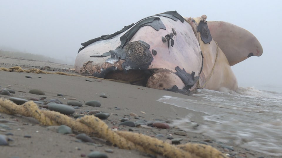 Baleine empêtrée dans un filet de pêche échouée sur une plage.