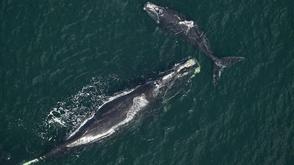 Les deux baleines nagent à la surface de la mer.