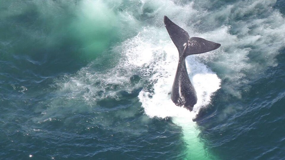 Une baleine effectuant une plongée