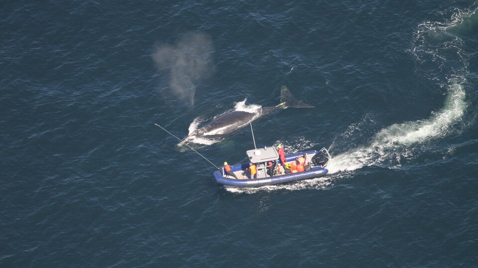 Le bateau de l'équipe de sauvetage à côté de la baleine noire empêtrée. 