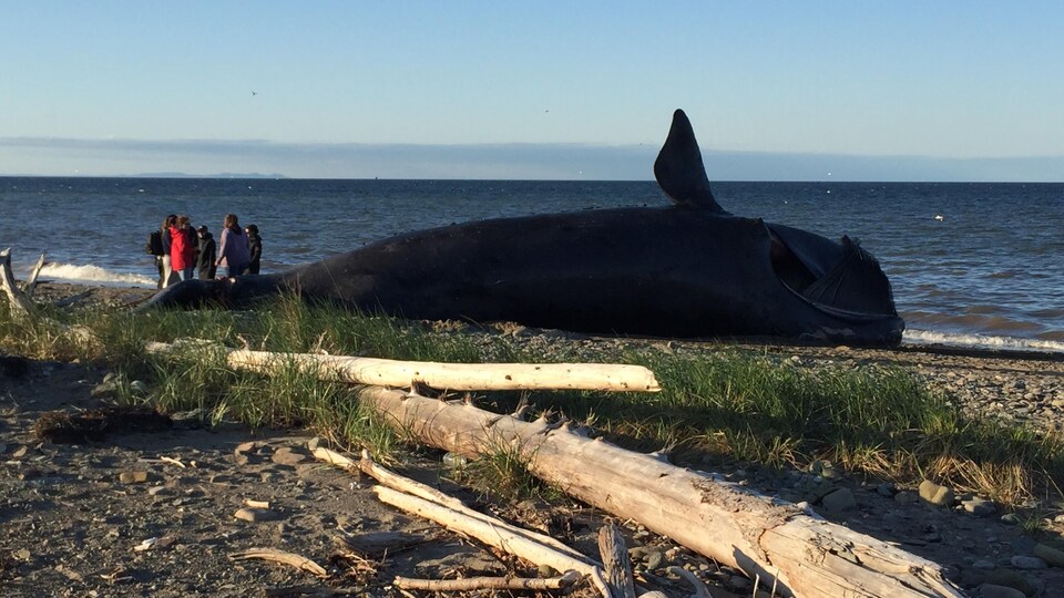 La baleine sur la plage, vue de loin. 
