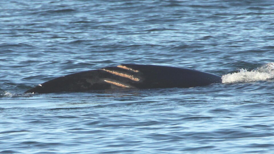 Les trois cicatrices sur le dos de la baleine noire. 