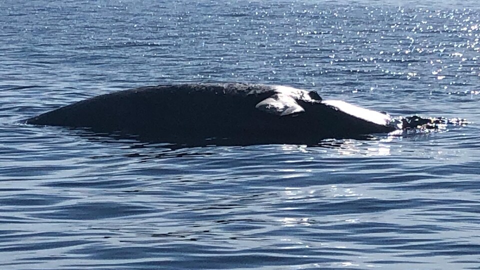 La carcasse flotte sur la mer.