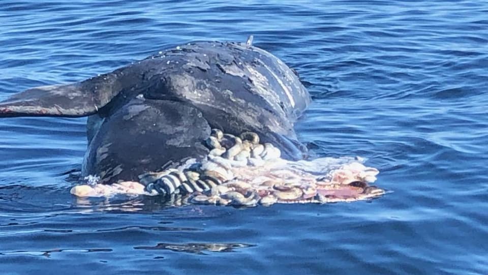 La baleine noire trouvée au large de Miscou mardi matin.