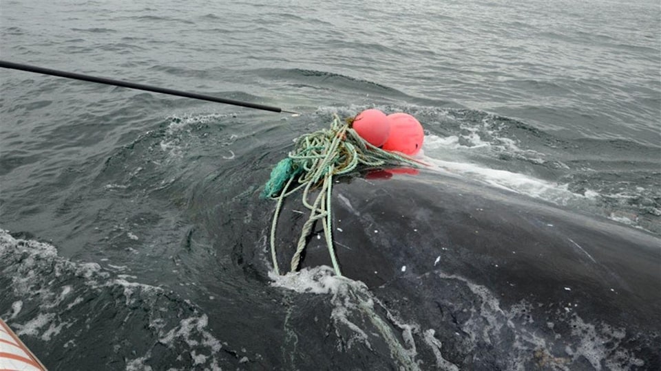 Le cordage relié à une bouée enserre la baleine qui nage à la surface de la mer. 