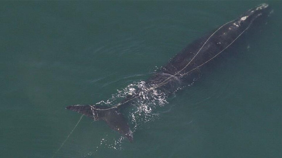 Une baleine noire entourée de cordages.