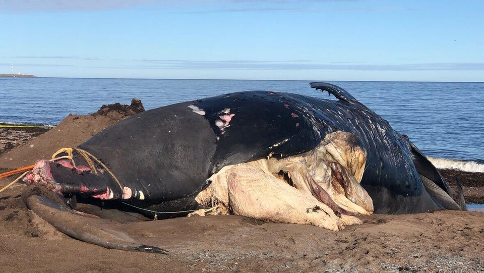 Une baleine noire morte échouée sur une plage.
