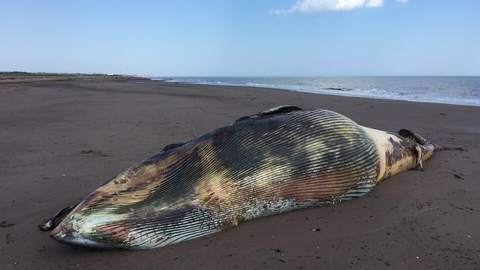 La carcasse de la baleine échouée sur la plage.