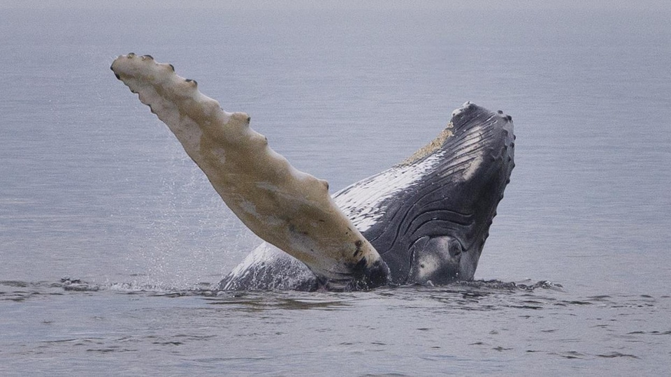 Une baleine nageant, la tête et une nageoire hors de l'eau.

Photo prise sur le fleuve Saint-Laurent a proximité de Tadoussac,  Québec, Canada

Sur la photo: Plusieurs baleines ont fait tout un spectacle pour les nombreux amateurs de baleines. Le rorqual commun, Tic TacToe, et son baleineau Corona

Le 27 Juillet 2020 2020/07/27