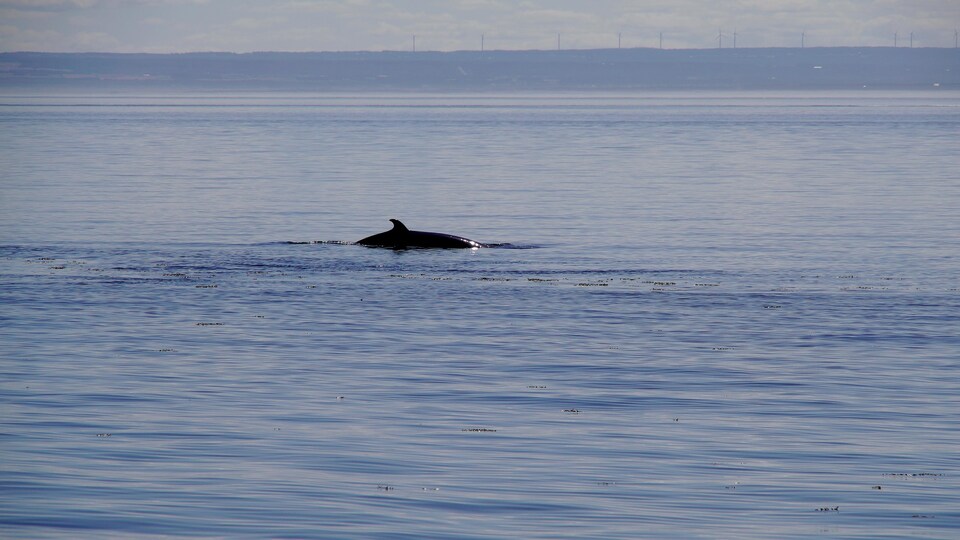 Le Parc marin du Saguenay-Saint-Laurent est un endroit propice à l'observation de mammifères marins.