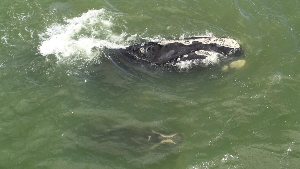 Une baleine noire de l'Atlantique Nord et son baleineau.