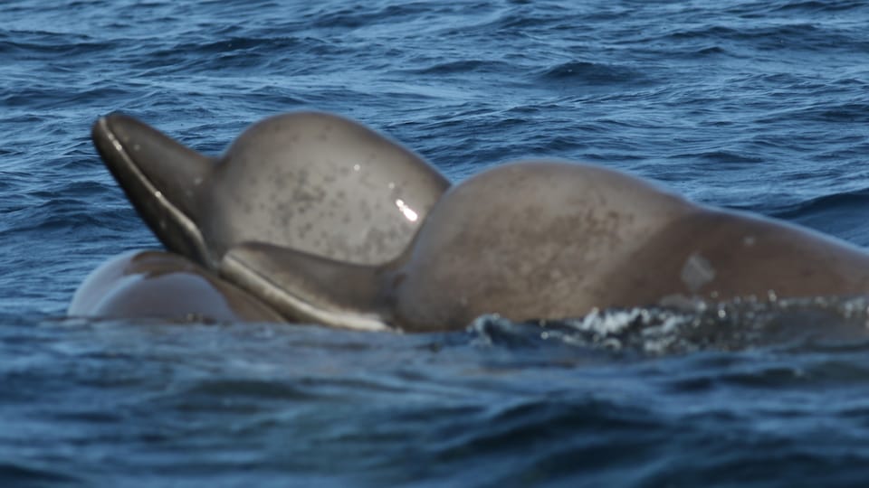 Des baleines à bec en détresse dans la rivière Restigouche