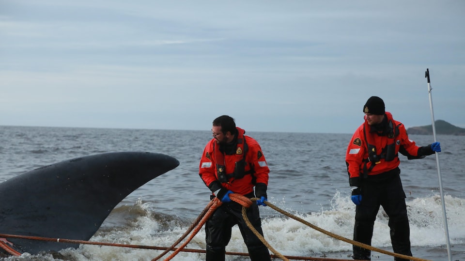Deux hommes rapatrient la carcasse d'une baleine dont on ne voit que l'aileron sur la plage à l'aide de cordes. 