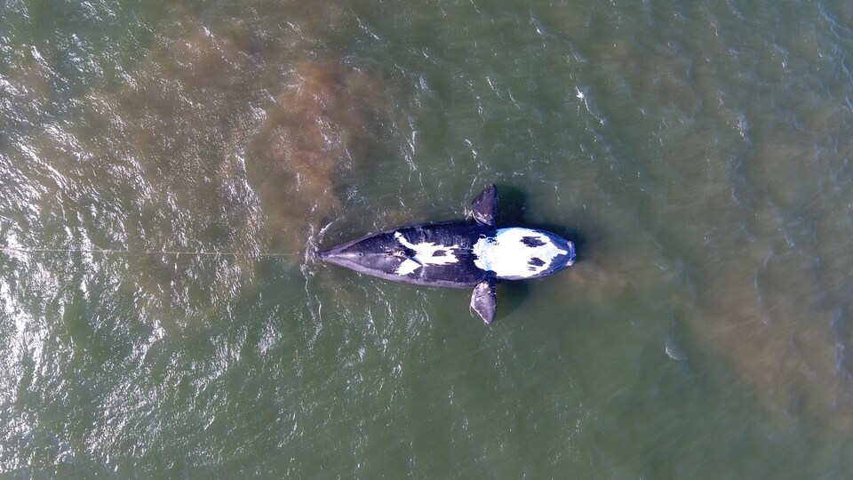 Une corde est attaché à la carcasse d'une baleine sur le dos dans l'océan pour se fait ramener sur le bord de l'eau.