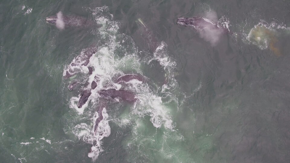 Les baleines soufflent à la surface de la mer