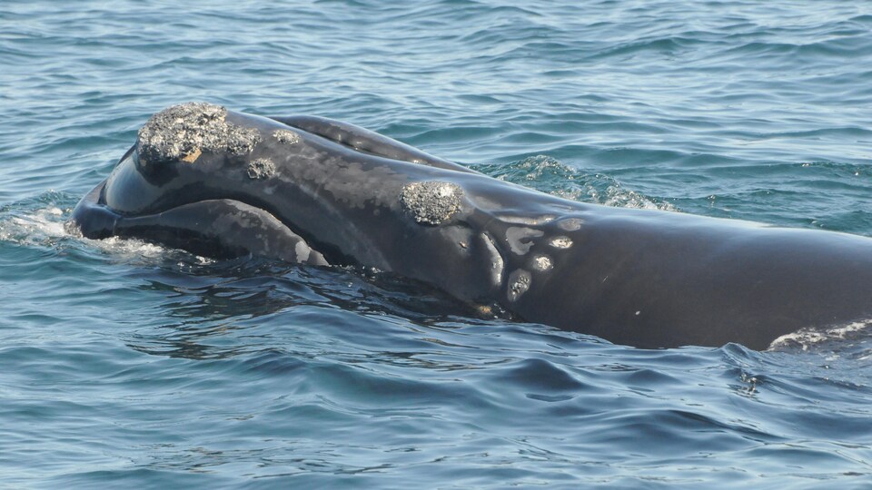 Une baleine en gros plan qui émerge à la surface.