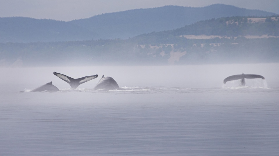 Des baleines nagent les unes à côté des autres. 