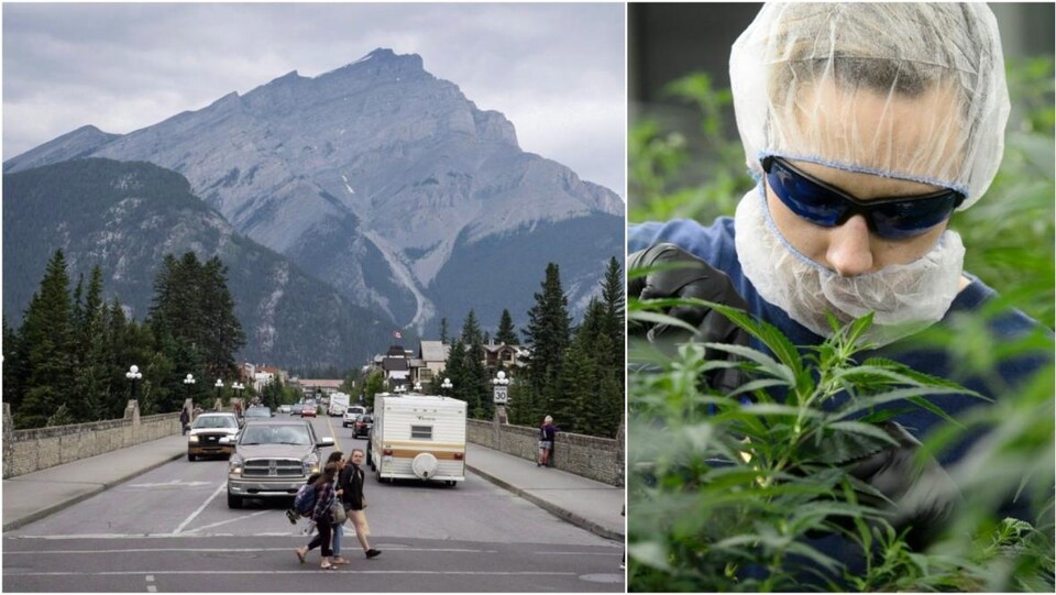 D'un côté, on voit la municipalité de Banff, avec deux filles qui traversent la rue et la montagne en arrière, de l'autre on voit quelqu'un en train de faire pousser un plant de marijuana.