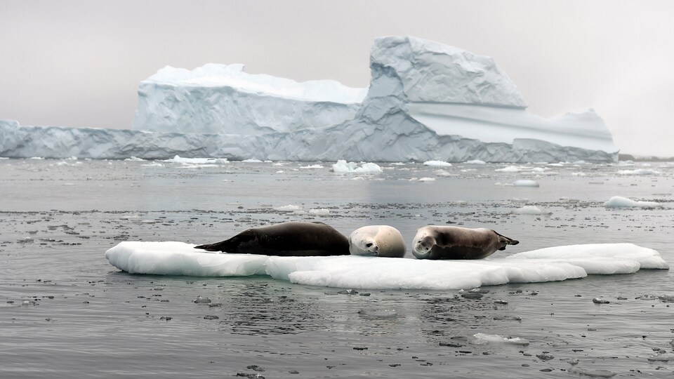 Trois phoques sur un morceau de glace flottant devant une banquise.