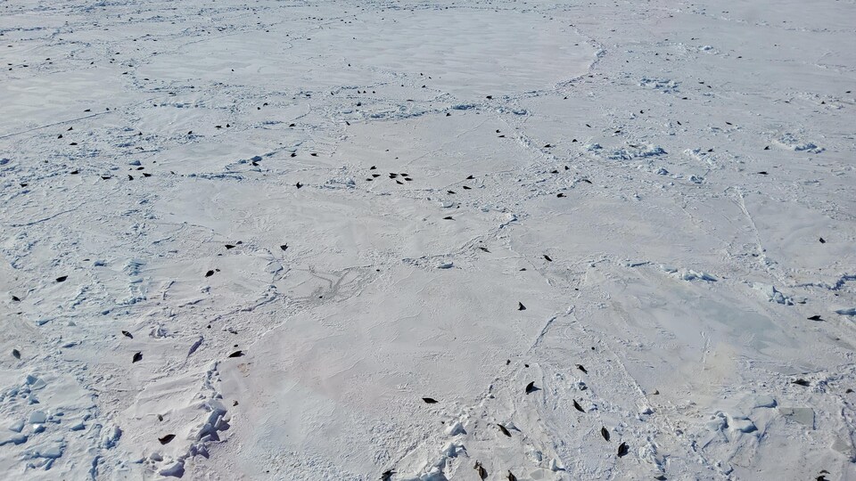 Aerial photo of seals on a block of ice.