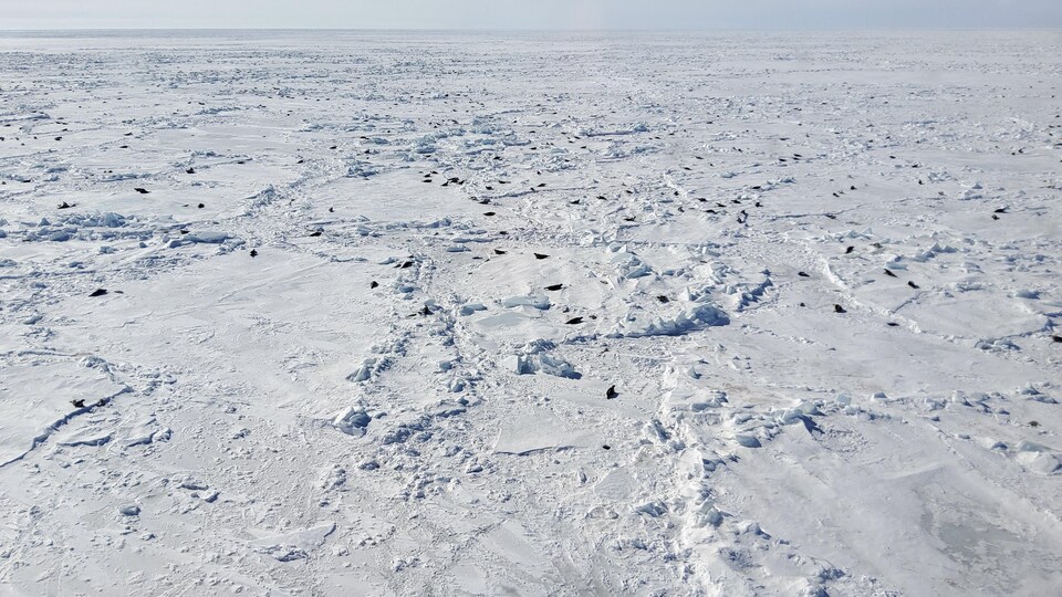 An aerial photo of the ice floe showing hundreds of seals.