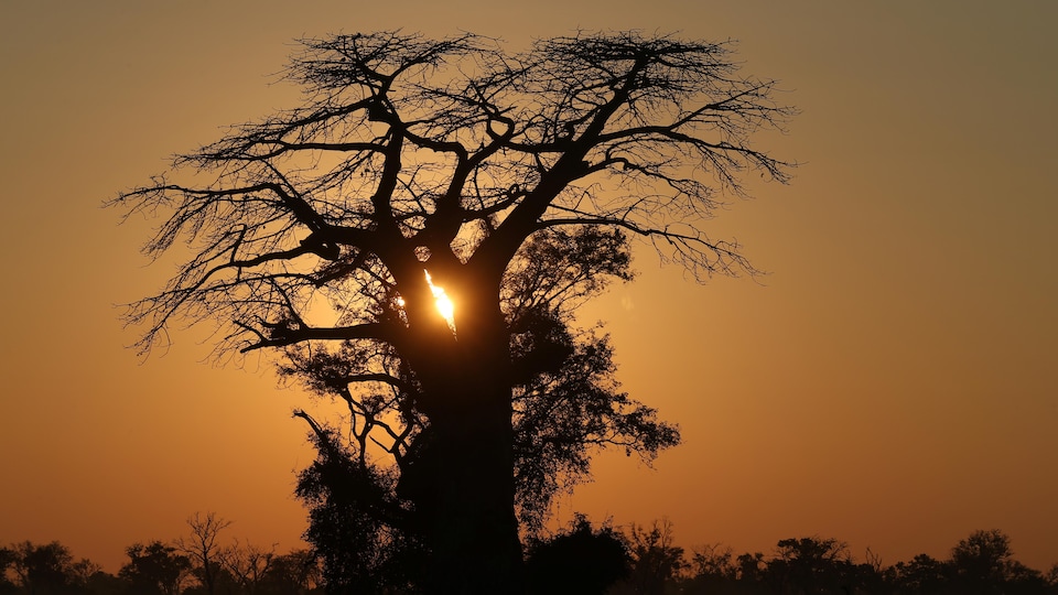 Le Soleil se lève derrière un baobad dans le delta d'Okavango au  Botswana.