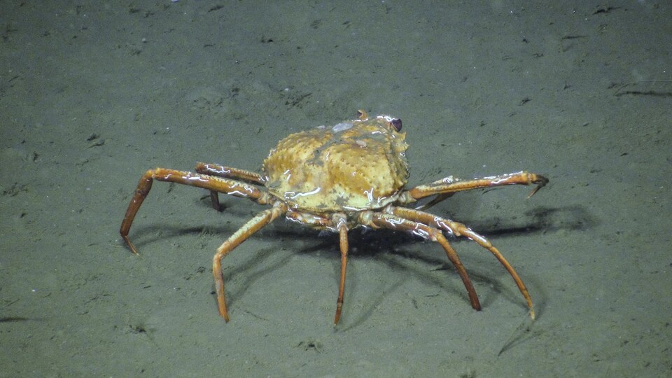 Un crabe se trouve sur le fond de l'océan, un fond sablonneux.