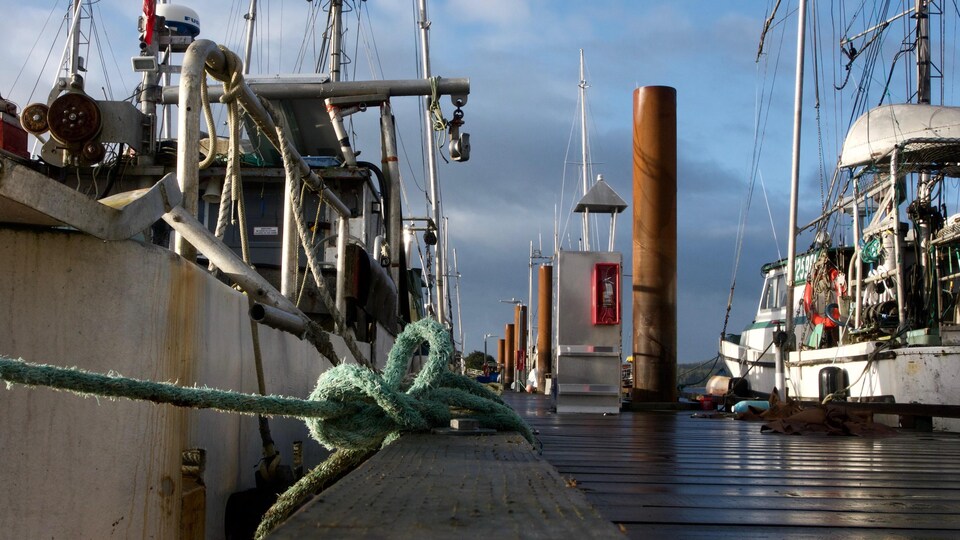 des nateaux de pêche amarrés au port.