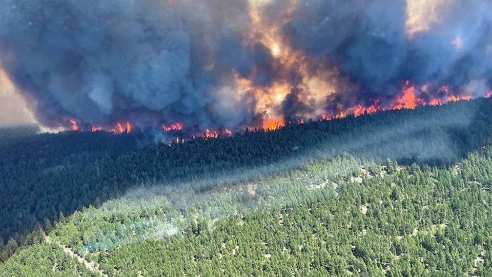 Des flammes jaillissent d'une forêt.
