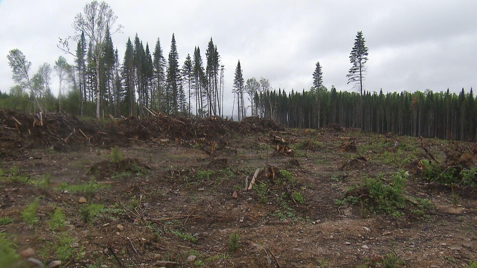 On voit le sol jonché de souches. En arrière-plan, la forêt de conifères qui n'ont pas été abattus.