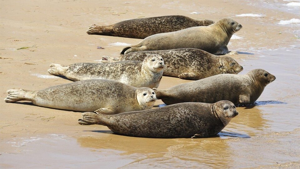 rencontre aux iles de la madeleine