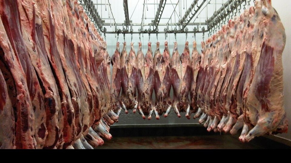 Des carcasses suspendues dans un abattoir.