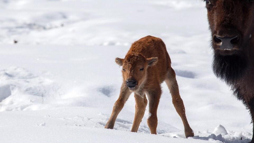 Un bébé bison dans la neige
