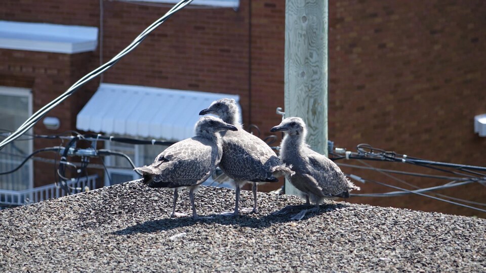 Les Goelands Sont Ils Plus Nombreux A Rimouski Cette Annee Radio Canada Ca