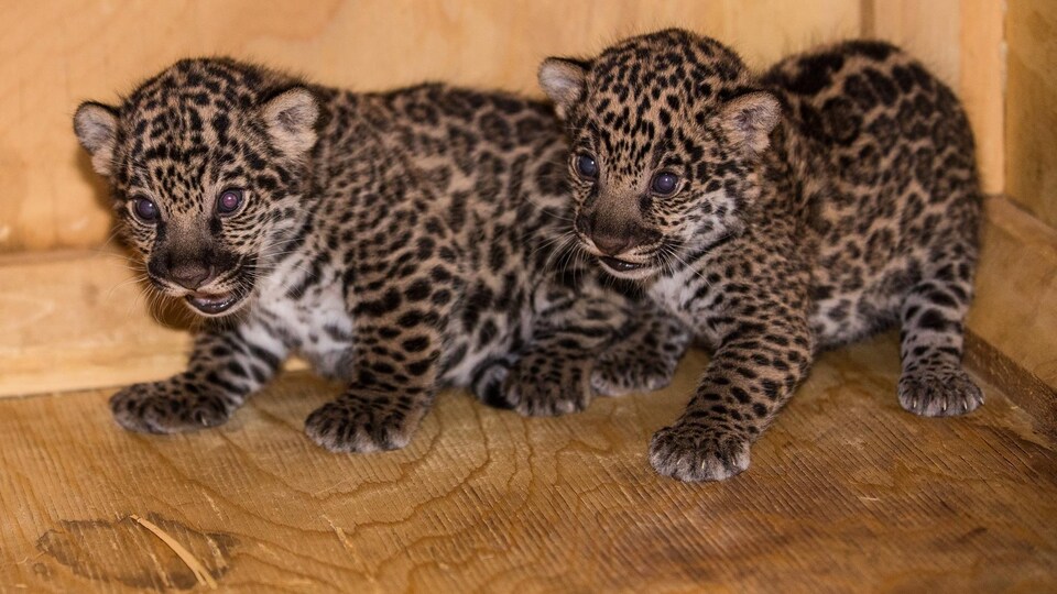 Deux Nouveaux Bebes Jaguars Au Zoo De Granby Radio Canada Ca