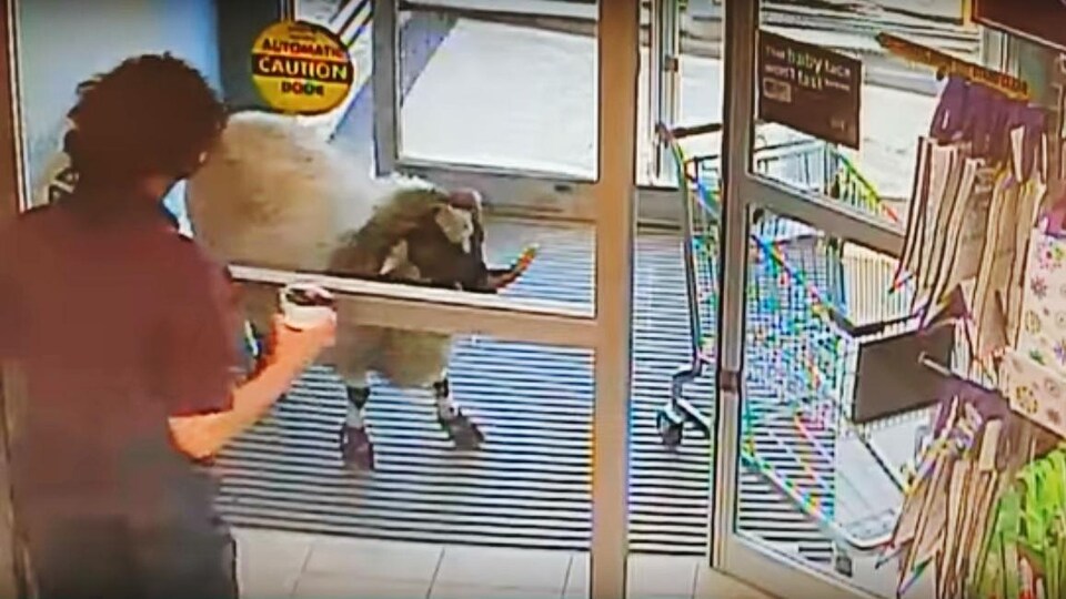 Une employée d'un commerce fait face à un bélier tentant d'entrer dans le magasin.