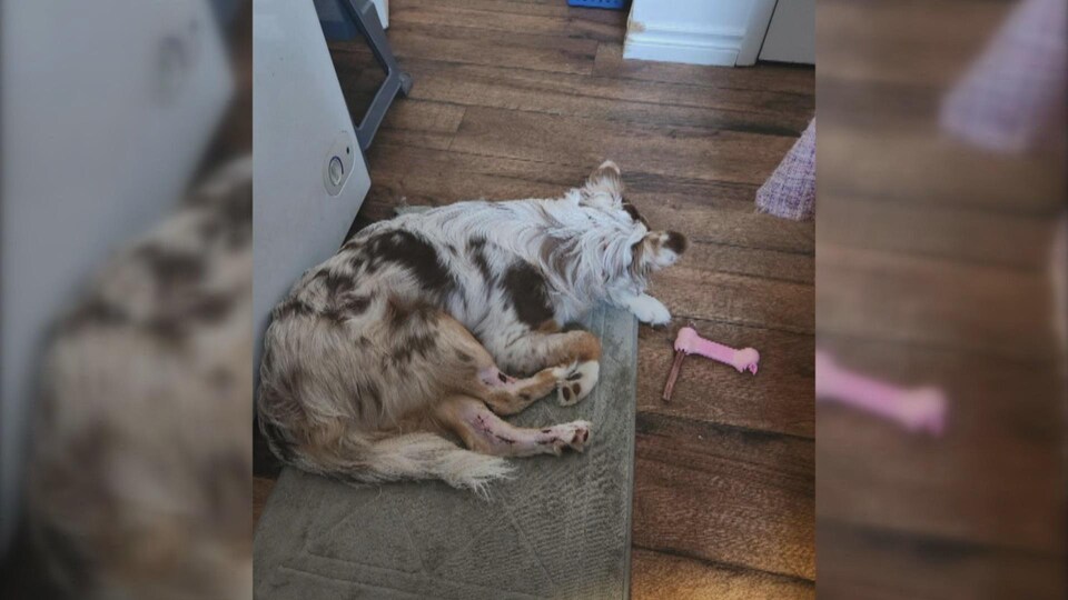 Le chien couché sur un tapis avec les pattes blessées.