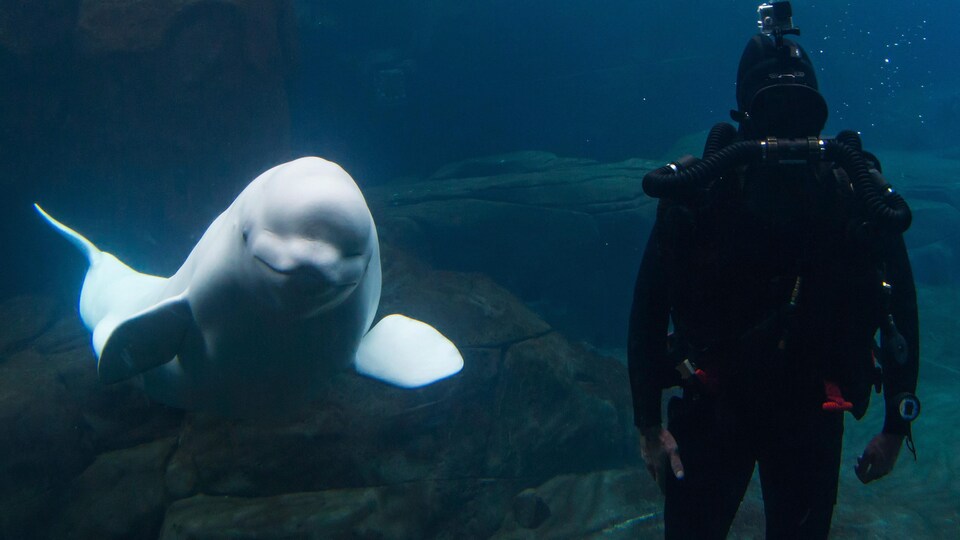 La baleine Qila nage dans un bassin de l'Aquarium de Vancouver en 2015.