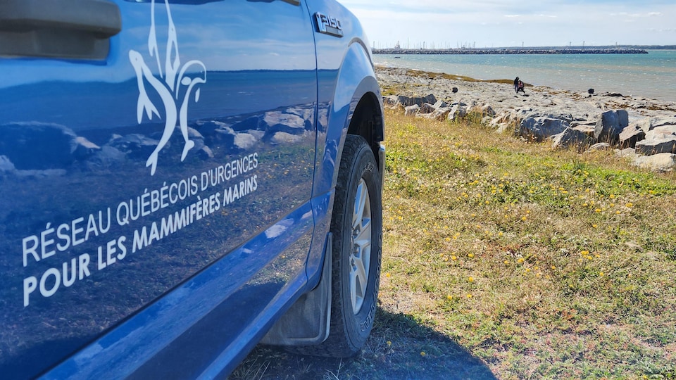 Un véhicule du Réseau québécois d'urgences pour les mammifères marins est garé devant la berge du fleuve. 