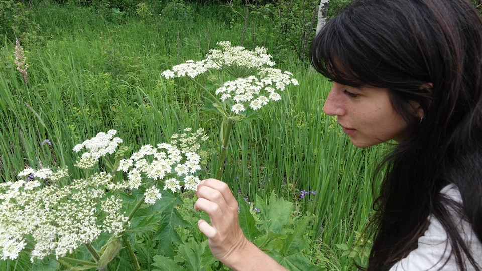 Journalist Shanelle Guérin who touches cow parsnip.