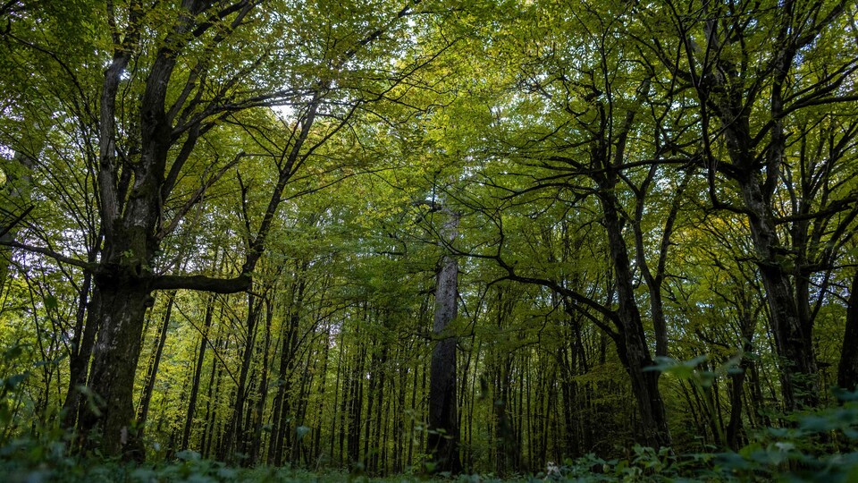 Des chênes dans la forêt vierge de Bialowieza.