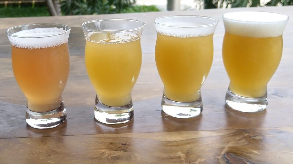 Des verres remplis de bière.