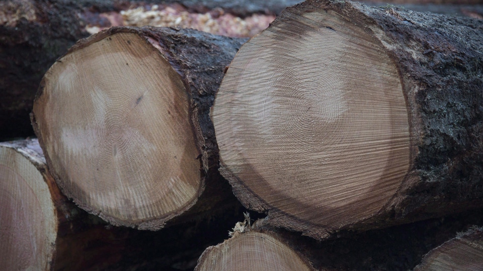 Des billots de bois empilés en Colombie-Britannique