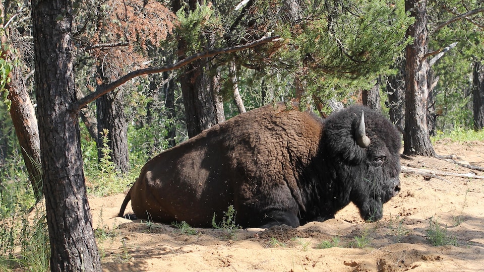 Vue sur un bison couché dans la forêt.